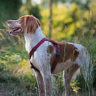 Harnais Wine - Taille XXS