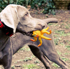 Jouet en caoutchouc naturel - Pieuvre