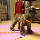 Laisse Orange - 3 m (20 mm)