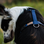 Harnais Violet - (de XL à XXXS)