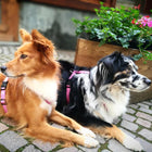 Harnais Violet - (de XL à XXXS)