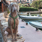 Harnais Artic - (de M à XXXS)