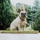 Tapis CHILL - (Olive, Brown, Silver, Rose, Honey)