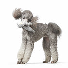 Jouet pour chien en tissu recyclé - Phoque