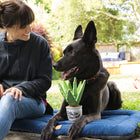 Jouet en peluche Plante d'Aloe Vera