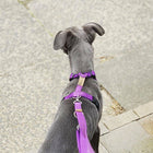 Harnais Violet - (de XL à XXXS)