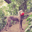 Jouet en caoutchouc naturel - Ball Trèfle (2 tailles)